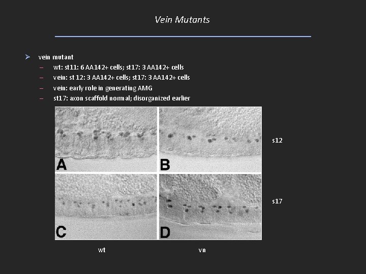 Vein Mutants Ø vein mutant – wt: st 11: 6 AA 142+ cells; st