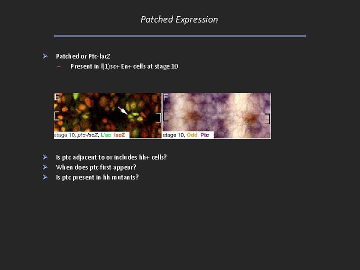 Patched Expression Ø Patched or Ptc-lac. Z – Present in l(1)sc+ En+ cells at