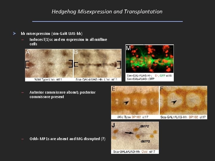 Hedgehog Misexpression and Transplantation Ø hh misexpression (sim-Gal 4 UAS-hh) – Induces l(1)sc and