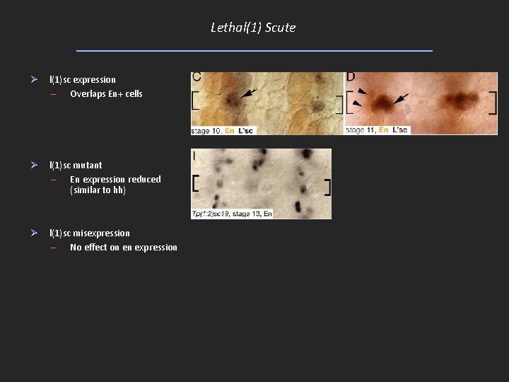 Lethal(1) Scute Ø l(1)sc expression – Overlaps En+ cells Ø l(1)sc mutant – En