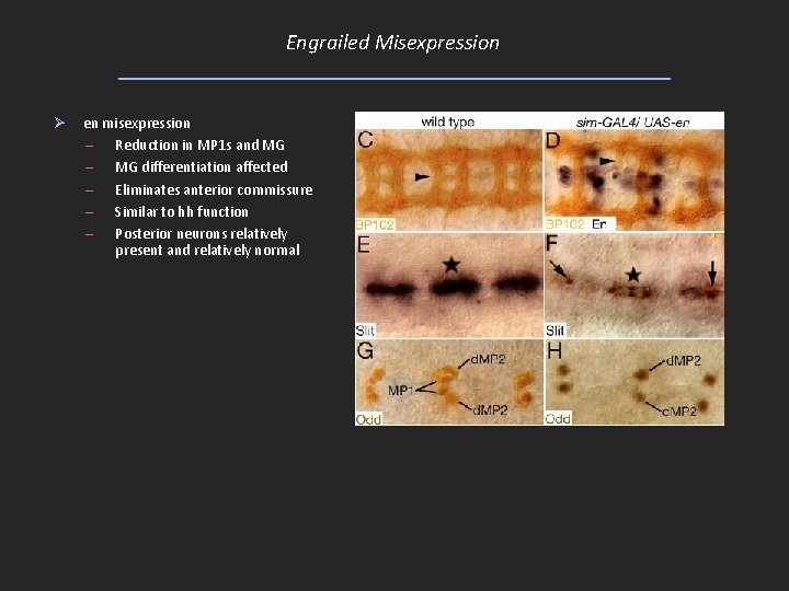 Engrailed Misexpression Ø en misexpression – Reduction in MP 1 s and MG –