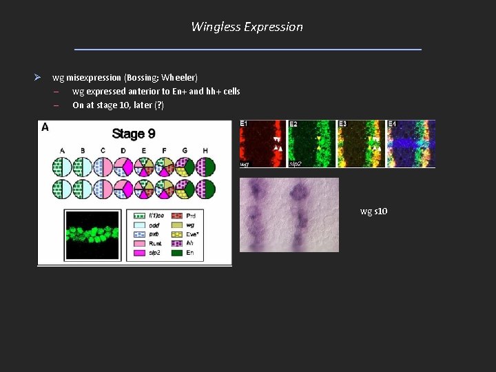 Wingless Expression Ø wg misexpression (Bossing; Wheeler) – wg expressed anterior to En+ and