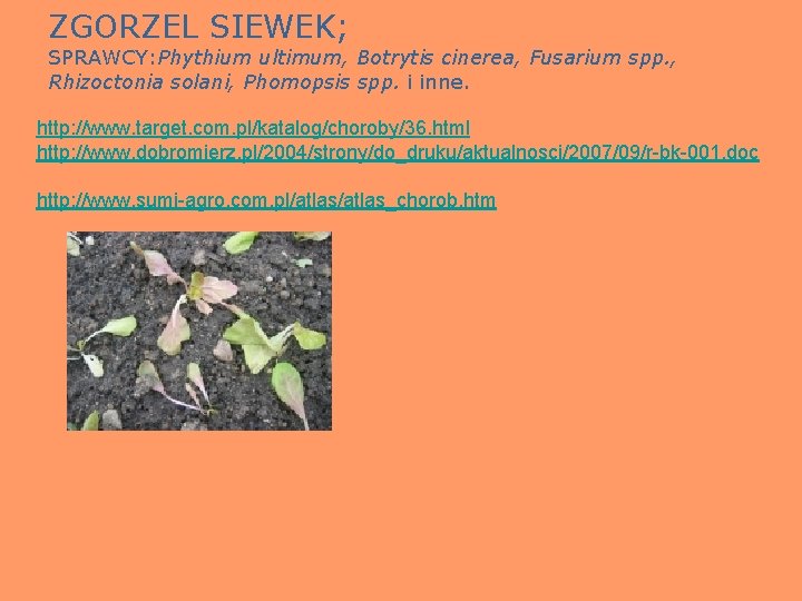 ZGORZEL SIEWEK; SPRAWCY: Phythium ultimum, Botrytis cinerea, Fusarium spp. , Rhizoctonia solani, Phomopsis spp.