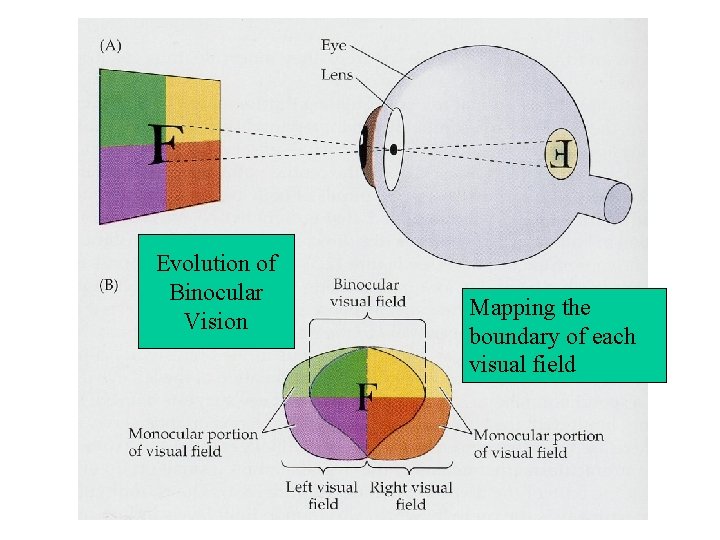 Evolution of Binocular Vision Mapping the boundary of each visual field 
