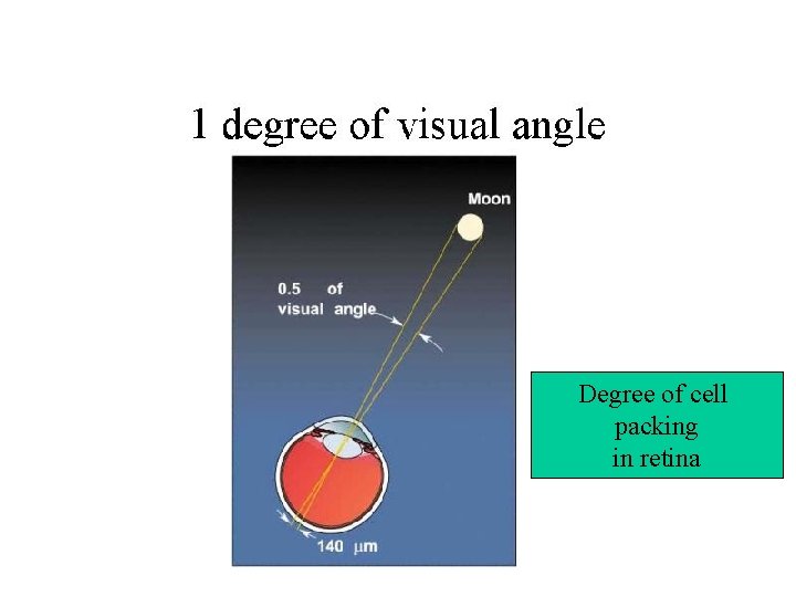 Degree of cell packing in retina 