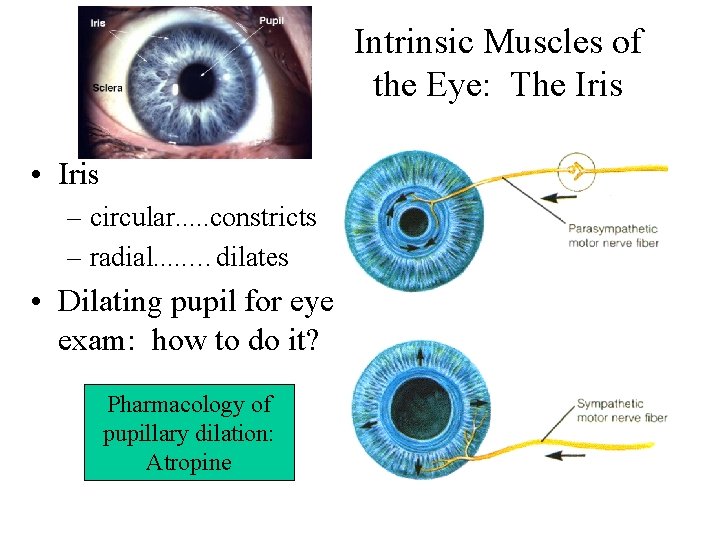 Intrinsic Muscles of the Eye: The Iris • Iris – circular. . . constricts