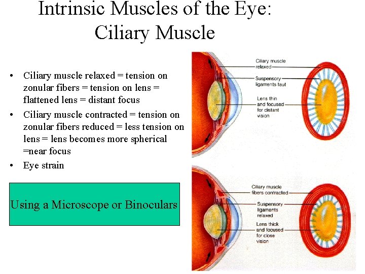 Intrinsic Muscles of the Eye: Ciliary Muscle • Ciliary muscle relaxed = tension on