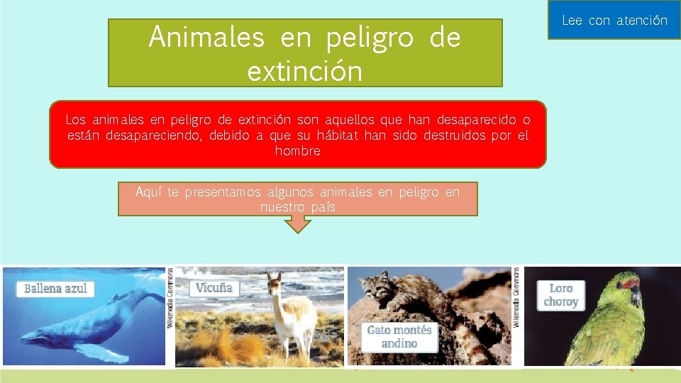 Animales en peligro de extinción Los animales en peligro de extinción son aquellos que