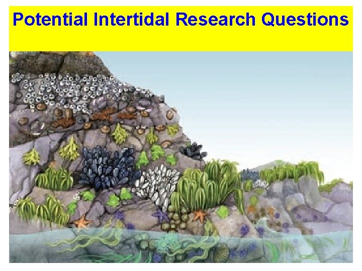 Potential Intertidal Research Questions 
