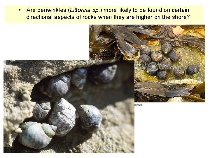  • Are periwinkles (Littorina sp. ) more likely to be found on certain