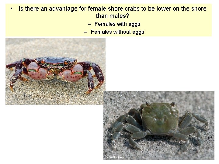  • Is there an advantage for female shore crabs to be lower on