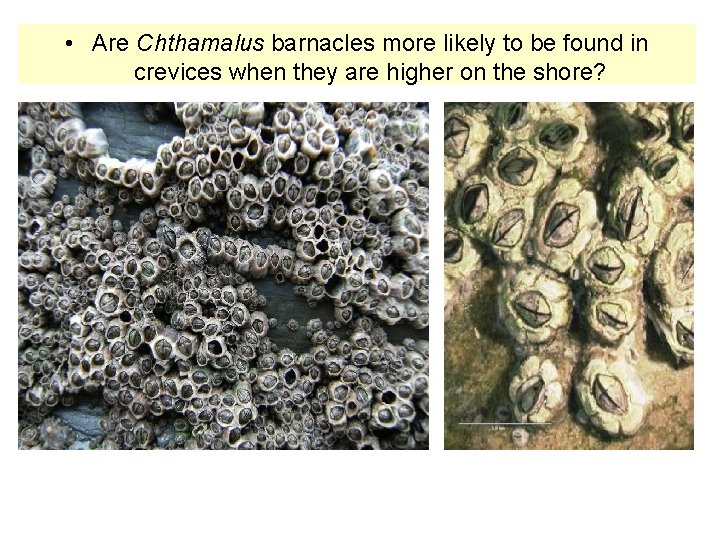  • Are Chthamalus barnacles more likely to be found in crevices when they