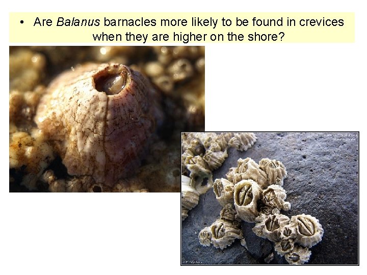  • Are Balanus barnacles more likely to be found in crevices when they