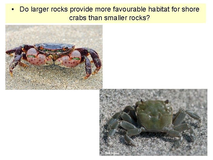  • Do larger rocks provide more favourable habitat for shore crabs than smaller