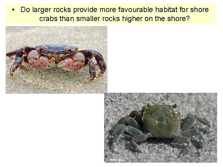  • Do larger rocks provide more favourable habitat for shore crabs than smaller