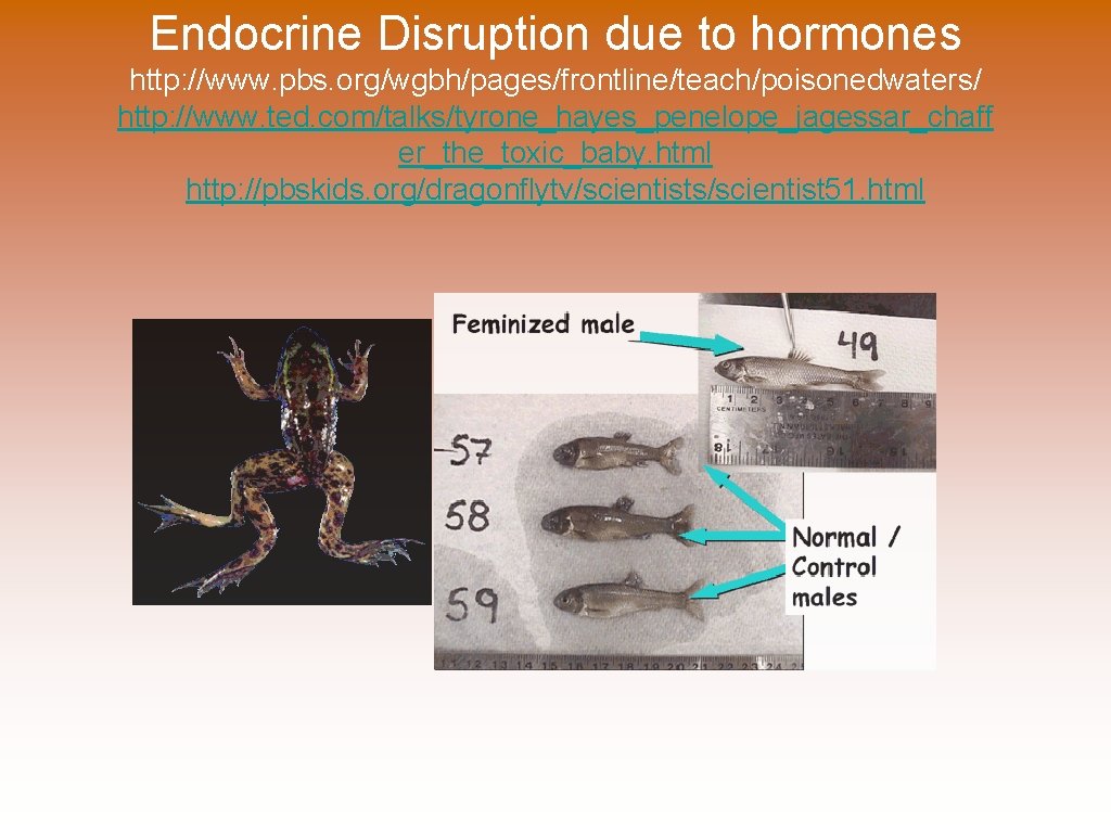 Endocrine Disruption due to hormones http: //www. pbs. org/wgbh/pages/frontline/teach/poisonedwaters/ http: //www. ted. com/talks/tyrone_hayes_penelope_jagessar_chaff er_the_toxic_baby.