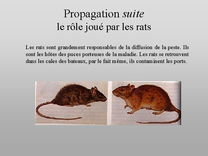 Propagation suite le rôle joué par les rats Les rats sont grandement responsables de