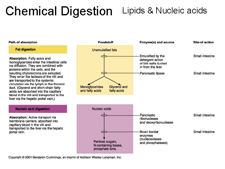 Chemical Digestion Lipids & Nucleic acids 