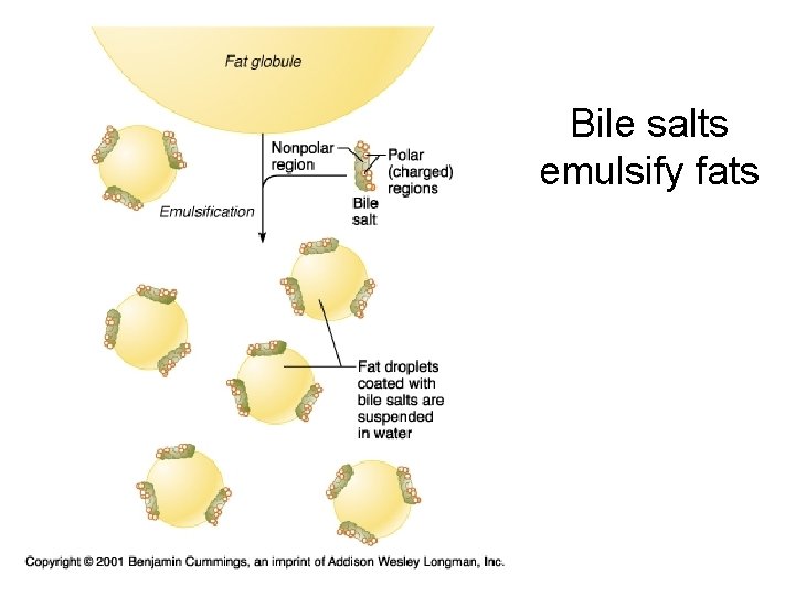 Bile salts emulsify fats 