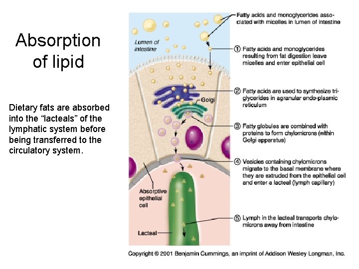 Absorption of lipid Dietary fats are absorbed into the “lacteals” of the lymphatic system
