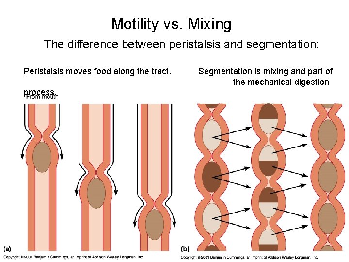 Motility vs. Mixing The difference between peristalsis and segmentation: Peristalsis moves food along the