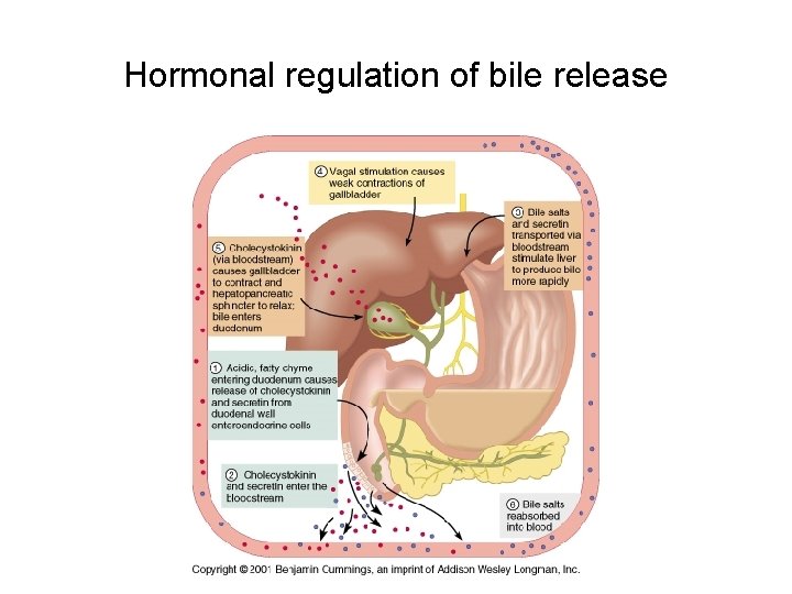 Hormonal regulation of bile release 