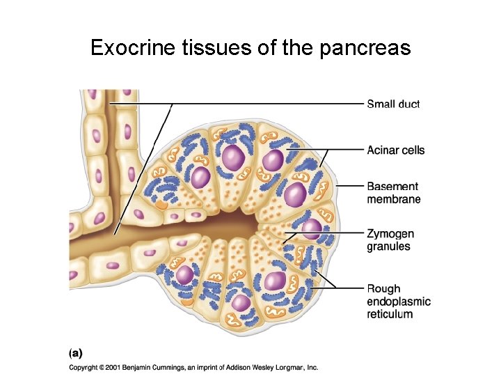 Exocrine tissues of the pancreas 