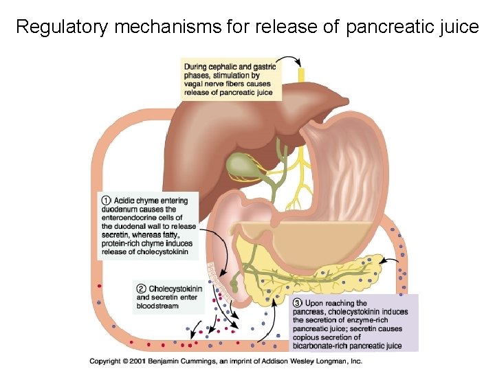 Regulatory mechanisms for release of pancreatic juice 