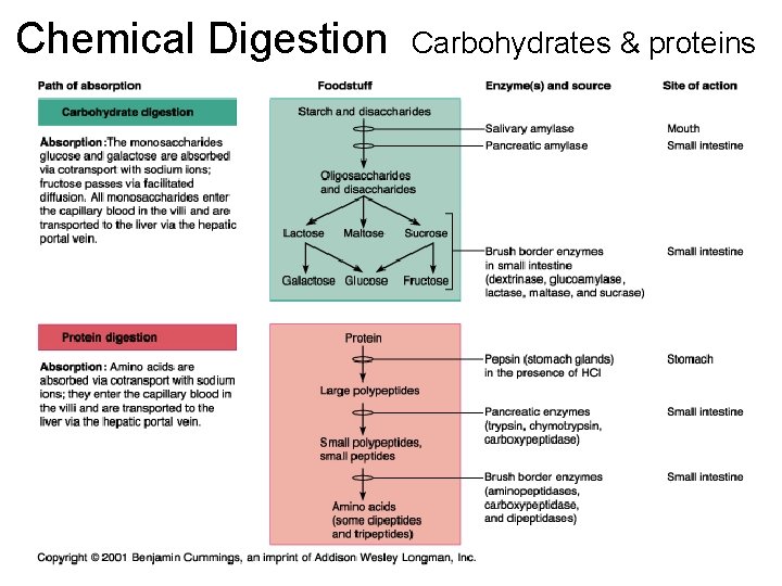 Chemical Digestion Carbohydrates & proteins 