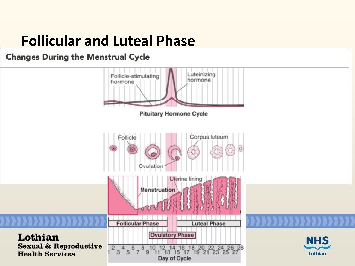 Follicular and Luteal Phase 