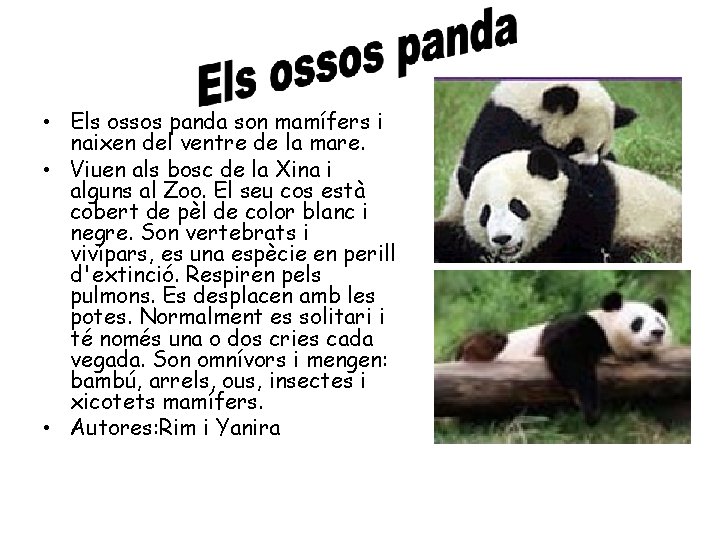  • Els ossos panda son mamífers i naixen del ventre de la mare.