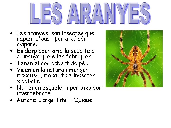  • Les aranyes son insectes que naixen d'ous i per aixó són ovípars.