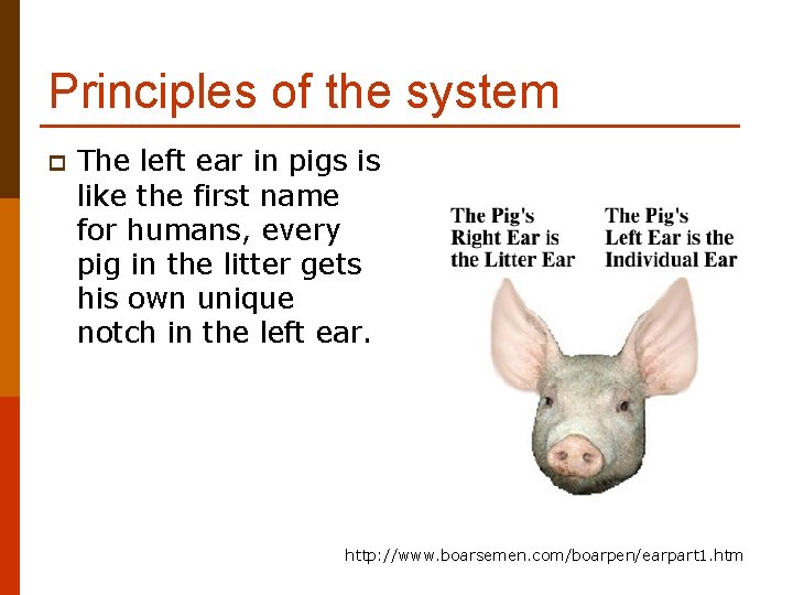 Principles of the system p The left ear in pigs is like the first