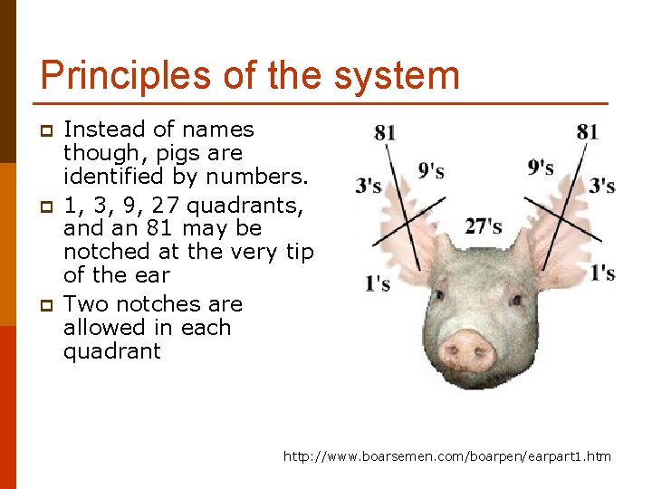 Principles of the system p p p Instead of names though, pigs are identified