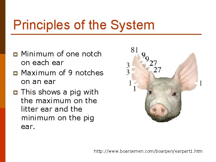 Principles of the System p p p Minimum of one notch on each ear