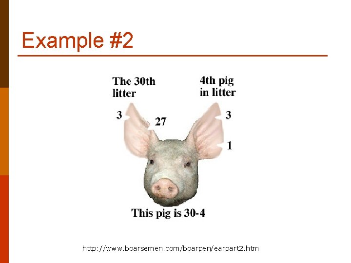 Example #2 http: //www. boarsemen. com/boarpen/earpart 2. htm 