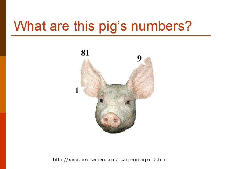 What are this pig’s numbers? http: //www. boarsemen. com/boarpen/earpart 2. htm 