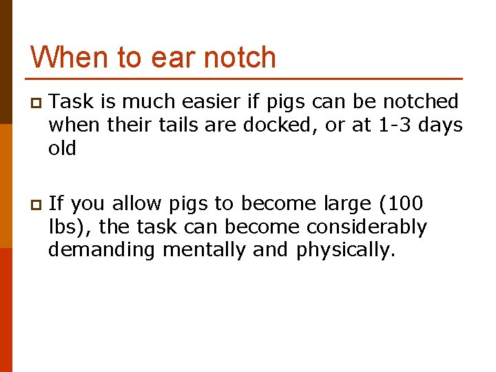 When to ear notch p Task is much easier if pigs can be notched