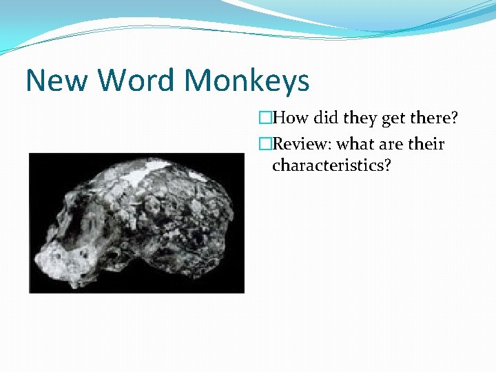 New Word Monkeys �How did they get there? �Review: what are their characteristics? 