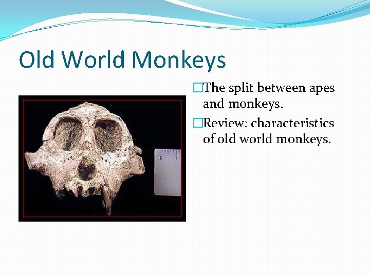 Old World Monkeys �The split between apes and monkeys. �Review: characteristics of old world