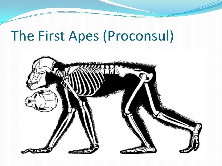 The First Apes (Proconsul) 