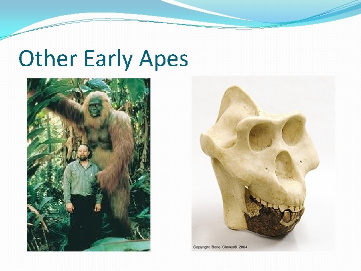 Other Early Apes 