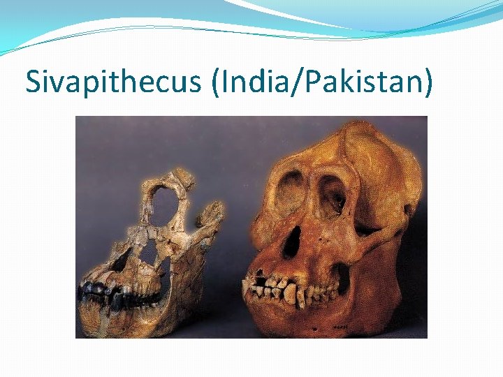Sivapithecus (India/Pakistan) 