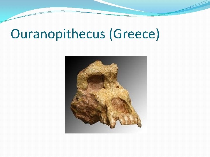 Ouranopithecus (Greece) 