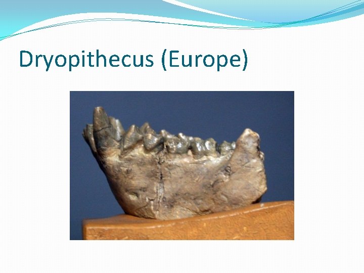 Dryopithecus (Europe) 