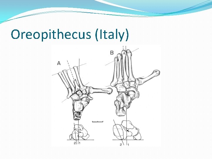 Oreopithecus (Italy) 