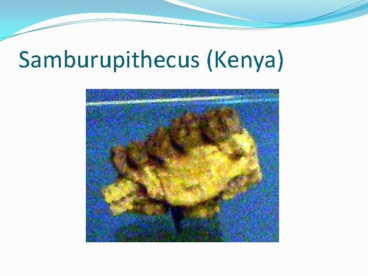 Samburupithecus (Kenya) 