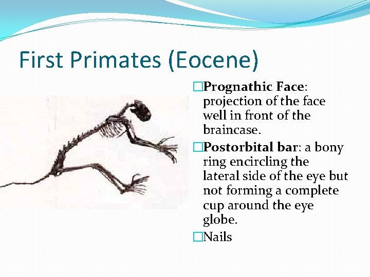 First Primates (Eocene) �Prognathic Face: projection of the face well in front of the