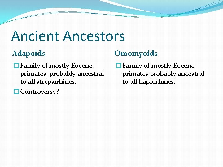 Ancient Ancestors Adapoids Omomyoids �Family of mostly Eocene primates, probably ancestral to all strepsirhines.
