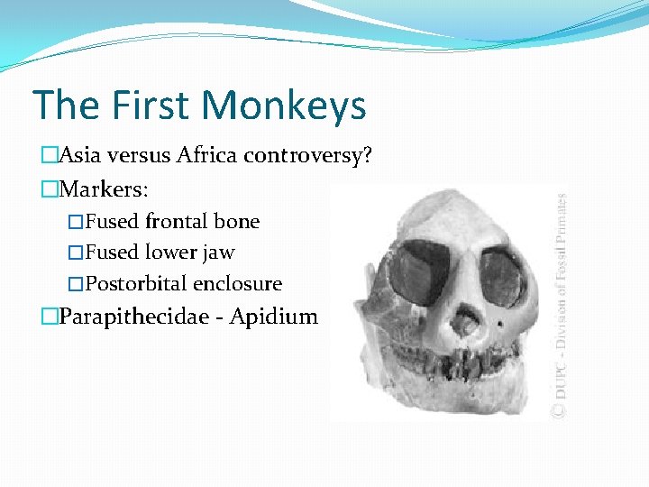The First Monkeys �Asia versus Africa controversy? �Markers: �Fused frontal bone �Fused lower jaw